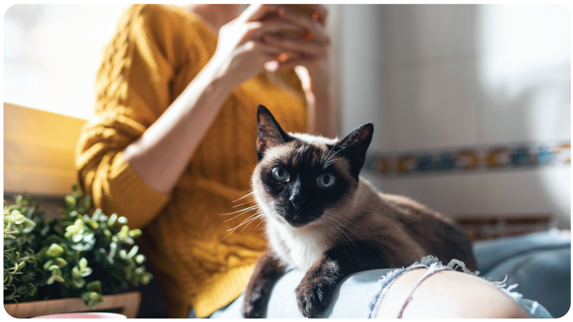 What Is a Pet Retail Media Network and Why It Works for Pet Brands in Australia