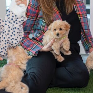 Puppy interaction area at the PetAds Unleashed Melbourne event.