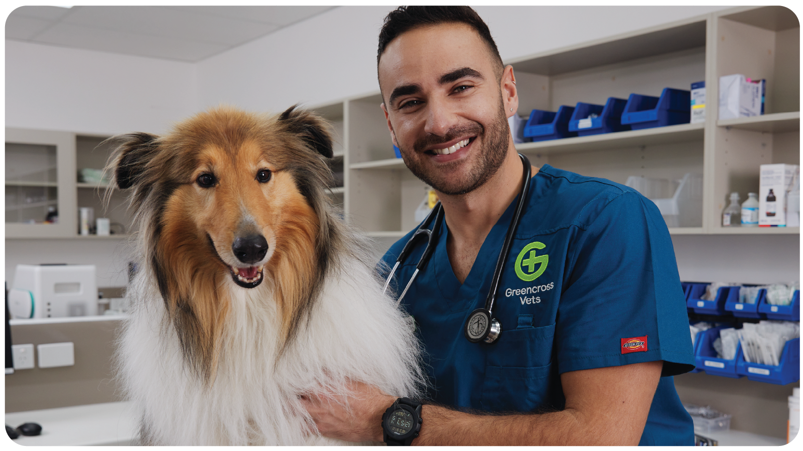 PetBreak: How It Works, Best Use Cases, and How to Measure Performance