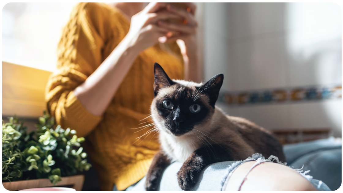 What Is a Pet Retail Media Network and Why It Works for Pet Brands in Australia